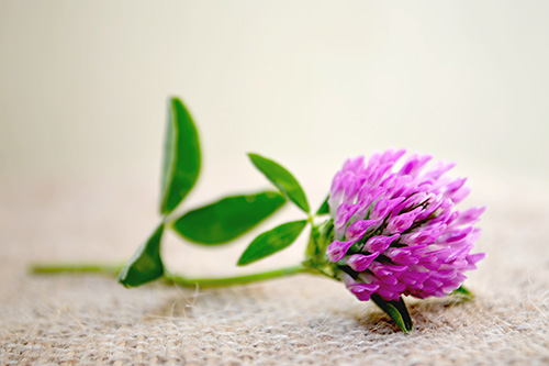 red-clover-main