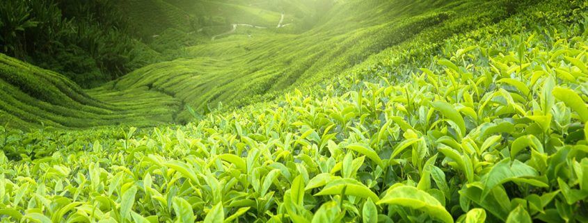 Does Green Tea Go Bad