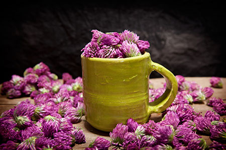 Red Clover (Trifolium pratense) Herbal Tonic Herb for Good Health